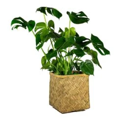 Kobe Bamboo Planter -Indoor Plants Monstera deliciosa Swiss Cheese Plant Kobe Bamboo Planter plant pot 765e3818 43e1 4b9d 9b03 2092a9d1c5a8