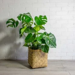 Kobe Bamboo Planter -Indoor Plants Monstera deliciosa Swiss Cheese Plant Kobe Bamboo Planter 6a2e9ebb 737e 4d33 8b5d fd369e254c1f