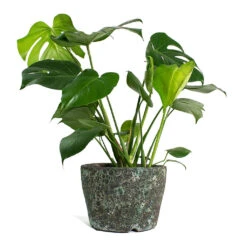 Monstera Deliciosa - Swiss Cheese Plant -Indoor Plants Monstera deliciosa Swiss Cheese Plant Lava Couple Straight Relic Planter Jade e10d5cdf 9ed7 4c96 9da4 a09fccb68194