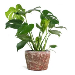 Monstera Deliciosa - Swiss Cheese Plant -Indoor Plants Monstera deliciosa Swiss Cheese Plant Lava Couple Straight Relic Planter Pink 1c570f30 76d0 4e5f 8efc e6db177ddf6c