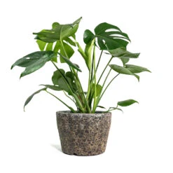 Monstera Deliciosa - Swiss Cheese Plant -Indoor Plants Monstera deliciosa Swiss Cheese Plant Lava Couple Straight Relic Planter Rust d7609045 b386 403e 94f9 c4b9991748d3