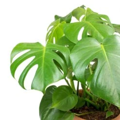 Monstera Deliciosa - Moss Pole - HydroCare -Indoor Plants Monstera deliciosa Swiss Cheese Plant Leaves b8e99950 1f87 4732 936f d5030097bfc4