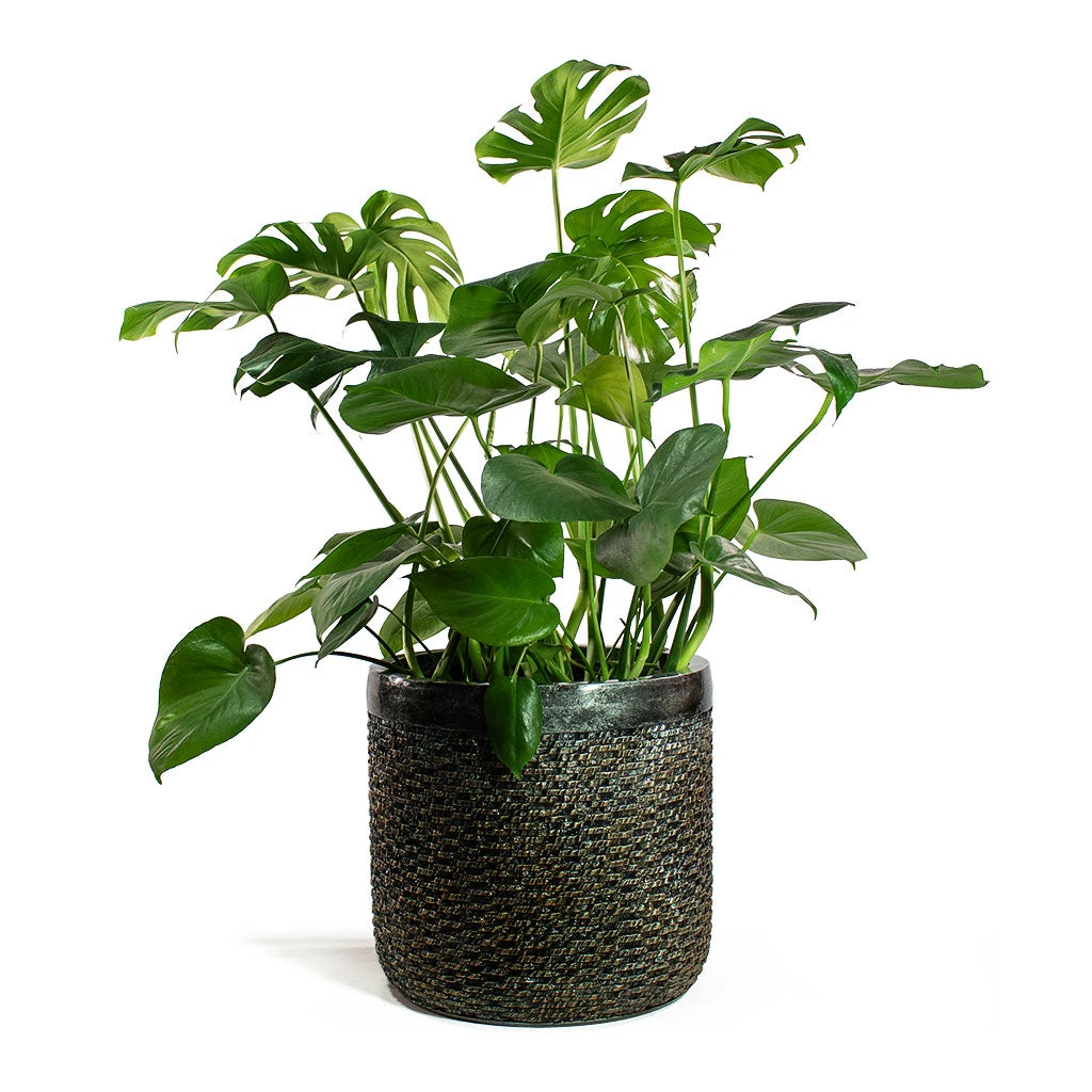 Luxe Lite Layer Cylinder Planter - Bronze 6 Luxe Lite Layer Cylinder Planter - Bronze - Image 6
