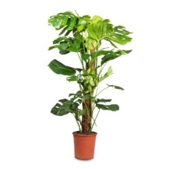 Monstera Deliciosa - Swiss Cheese Plant - Moss Pole -Indoor Plants Monstera deliciosa Swiss Cheese Plant Moss Pole 24x110cm