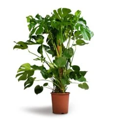 Monstera Deliciosa - Swiss Cheese Plant - Moss Pole -Indoor Plants Monstera deliciosa Swiss Cheese Plant Moss Pole 27x120cm 1