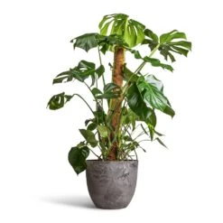 Monstera Deliciosa - Swiss Cheese Plant - Moss Pole -Indoor Plants Monstera deliciosa Swiss Cheese Plant Moss Pole 27x120cm Bola Artstone Plant Pot Grey 38x33cm 2