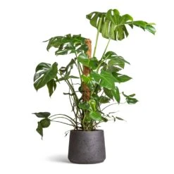 Patt Plant Pot - Black Washed -Indoor Plants Monstera deliciosa Swiss Cheese Plant Moss Pole 27x120cm Patt Plant Pot Black Washed 34x29cm ab2149e8 7db8 44c9 98fb c2395be54661