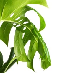 Monstera Deliciosa - Swiss Cheese Plant - Moss Pole -Indoor Plants Monstera deliciosa Swiss Cheese Plant Moss Pole Swatch