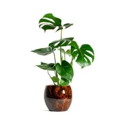 Monstera Deliciosa - Swiss Cheese Plant -Indoor Plants Monstera deliciosa Swiss Cheese Plant kae cayenne plant pot