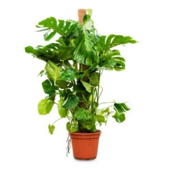 Monstera Deliciosa - Swiss Cheese Plant - Moss Pole -Indoor Plants Monstera deliciosa moss pole 40x160cm
