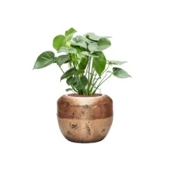 Opus Raw Couple Planter - Gold -Indoor Plants Monsteradeliciosa Hydroculture OpusRawCouplePlanter Gold
