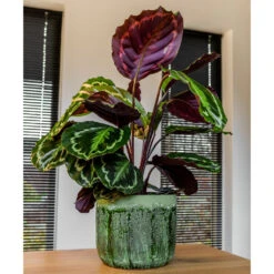 Moon Plant Pot - Jungle -Indoor Plants MoonPlantPotJungle 1