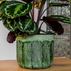 Moon Plant Pot - Jungle -Indoor Plants MoonPlantPotJungle 2