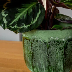 Moon Plant Pot - Jungle -Indoor Plants MoonPlantPotJungle 3