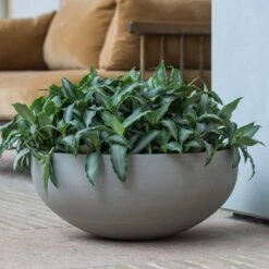 Indoor Plants -Indoor Plants Morgana Plant Bowl Clouded Grey Houseplants