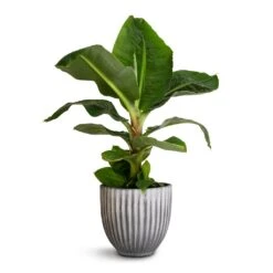 Lagos Plant Pot - Anthracite -Indoor Plants Musa Dwarf Cavendish Banana Plant 17x50cm Lagos Plant Pot Anthracite 20x20cm 611907d0 869b 4785 8a98 8db8231c95c8