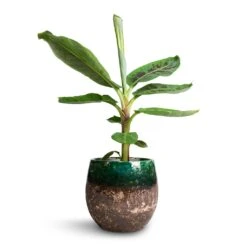Lindy Plant Pot - Black Green -Indoor Plants Musa Dwarf Cavendish Banana Plant 17x60cm Lindy Plant Pot Black Green 23x20cm 2b6dc9c7 ee31 433a 8426 67d83d693d61