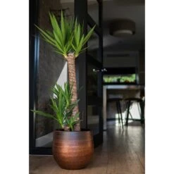 Mya Plant Pot - Shiny Mocha -Indoor Plants Mya Plant Pot Shiny Mocha Yucca Houseplant