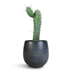 Esra Plant Pot - Graphite -Indoor Plants Myrtillocactus Geometrizans Blue Myrtle Cactus Esra Plant Pot Graphite 22x20cm e6fdf94c 7b02 47c3 afef a8a84c024501