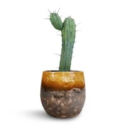 Lindy Plant Pot - Ochre -Indoor Plants Myrtillocactus Geometrizans Blue Myrtle Cactus Lindy Plant Pot Ochre 23x20cm 3110c197 69a7 46c5 ac4e 4f3dee118d6e