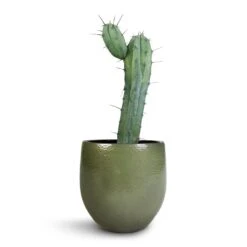 Zembla Plant Pot - Green -Indoor Plants Myrtillocactus Geometrizans Blue Myrtle Cactus Zembla Plant Pot Green 22x20cm 8ecabfd5 72cc 488b a4f4 4c273c60b2e5