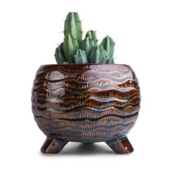 Dewi Plant Pot - Marrakesh -Indoor Plants Myrtillocactus geometrizans Blue Myrtle Cactus 12x20cm Dewi Plant Pot Marrakesh 21x16cm f8212ba7 6c51 45ed b0d0 63c9b238e20f