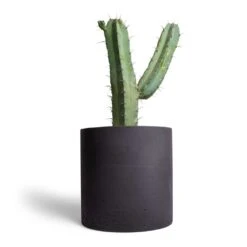 Puk Plant Pot - Black Washed -Indoor Plants Myrtillocactus geometrizans Blue Myrtle Cactus 17x50cm Puk Plant Pot Black Washed 25x25cm 1559f7f3 af2f 4222 8eaa 521daa724c38