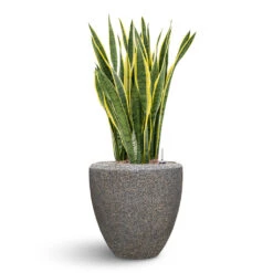 Naturescast Couple Planter - Grey -Indoor Plants Naturescast Couple Planter Grey Sanseveria