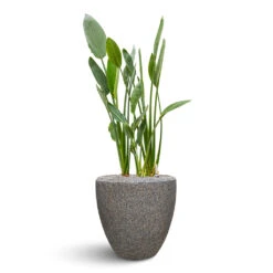 Naturescast Couple Planter - Grey -Indoor Plants Naturescast Couple Planter Grey Stelitzia