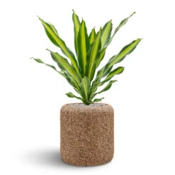 Naturescast Cylinder Planter - Natural 13 Naturescast Cylinder Planter - Natural -Indoor Plants Naturescast Cylinder Planter Burley