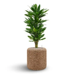 Naturescast Cylinder Planter - Natural 14 Naturescast Cylinder Planter - Natural -Indoor Plants Naturescast Cylinder Planter Cinthro