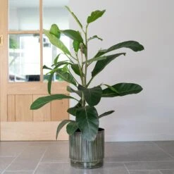 Nella Plant Pot - Forest 25 Nella Plant Pot - Forest -Indoor Plants Nella Forest 7