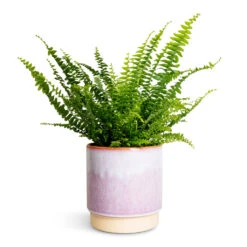 Copenhagen Plant Pot - Pink -Indoor Plants Nephrolepis exaltata Bostoniensis Boston Fern 12x30cm Copenhagen Plant Pot Pink 15.5x16cm