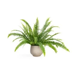 Mini Pixie Plant Pot - Grey Washed 12 Mini Pixie Plant Pot - Grey Washed -Indoor Plants Nephrolepis exaltata Bostoniensis Boston Fern 12x30cm Mini Pixie Plant Pot Grey Washed 18x15cm 217724f0 fc08 40a8 8e79 9f7a90ab5f06