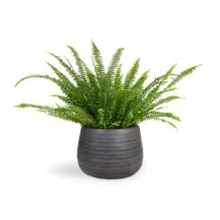 Angle Darcy Plant Pot - Anthracite -Indoor Plants Nephrolepis exaltata Bostoniensis Boston Fern 17x40cm Angle Darcy Plant Pot Anthracite 34.5x24cm