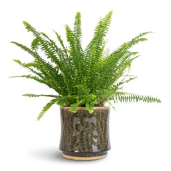 Nolan Plant Pot - Pine -Indoor Plants Nephrolepis exaltata Bostoniensis Boston Fern 17x40cm Nolan Plant Pot Pine 21x20cm 56d29545 5d1b 4808 a278 0d2e33035bfd