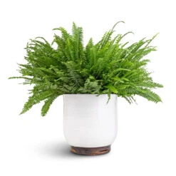 Jayla Plant Pot - White -Indoor Plants Nephrolepis exaltata Bostoniensis Boston Fern 19x50cm Jayla Plant Pot White 27x25cm 6a1b5f44 5ef9 40f1 aabd 36c720360485