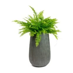 Patt High Plant Vase - Ridged Dark Grey -Indoor Plants Nephrolepis exaltata Bostoniensis Boston Fern Patt High Plant Vase Ridged Dark Grey 72426f50 1d8d 409c b712 c400f9c87047