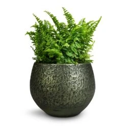 Noor Plant Pot - Velvet Green -Indoor Plants Nephrolepis exaltata Vitale Compact Sword Fern 12x20cm Noor Plant Pot Velvet Green 16x13cm 346610c6 9d51 4936 af7c 4ab20709583b