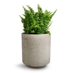 Suzi Plant Pot - Grey Washed -Indoor Plants Nephrolepis exaltata Vitale Compact Sword Fern 12x20cm Suzi Plant Pot Grey Washed 15x16.5cm