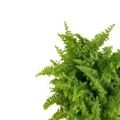 Indoor Plants -Indoor Plants Nephrolepis exaltata Vitale Compact Sword Fern close up