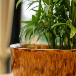 Nolan Plant Pot - Caramel -Indoor Plants Nolan Caramel 3