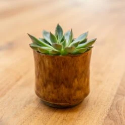 Nolan Plant Pot - Caramel -Indoor Plants Nolan Caramel 4