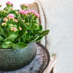 Noor Plant Bowl - Velvet Green -Indoor Plants Noor Plant Bowl Velvet Green 1