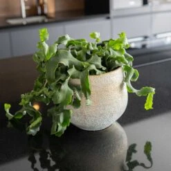 Noor Plant Pot - Metallic Grey -Indoor Plants Noor Plant Pot Metallic Grey 2