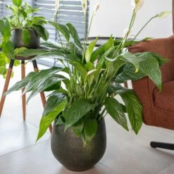 Noor Plant Pot - Velvet Green -Indoor Plants Noor Plant Pot Velvet Green 2