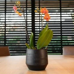 Norell Plant Pot - Black -Indoor Plants Norell Black 07