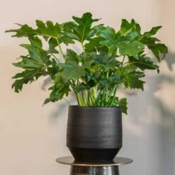 Norell Plant Pot - Black -Indoor Plants Norell black 01