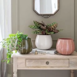 Nova Plant Pot - Cream -Indoor Plants Nova Plant Pot Rose 23 x 18cm 2