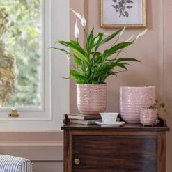 Ocean Glaze Plant Pot - Morganite -Indoor Plants Ocean Glaze Plant Pot Morganite 16 x 16cm